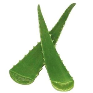 ALOE VERA LEAF | each pc.