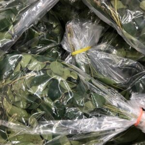 CURRY LEAF or Curry Leaves pack
