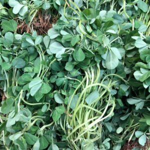 METHI-FENUGREEK bunch
